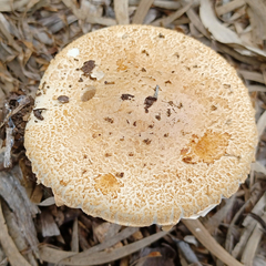 Saproamanita nauseosa