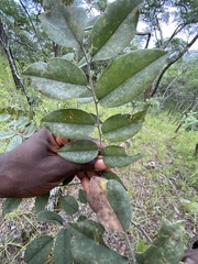 Pterocarpus angolensis