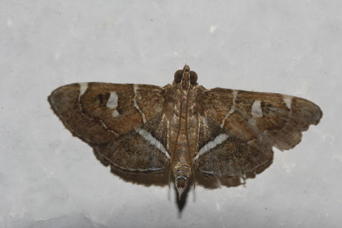 Lamprosema canacealis