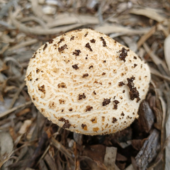 Saproamanita nauseosa