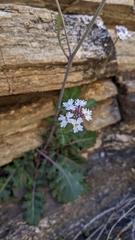 Dryopetalon runcinatum