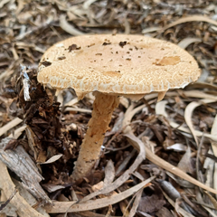 Saproamanita nauseosa