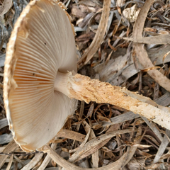 Saproamanita nauseosa
