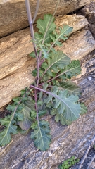 Dryopetalon runcinatum