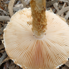 Saproamanita nauseosa