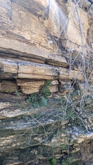 Dryopetalon runcinatum