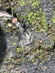 Camponotus singularis singularis