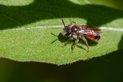 Andrena labiata