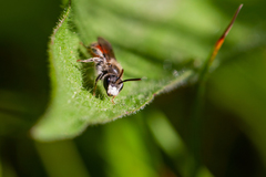 Andrena labiata