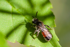 Andrena labiata