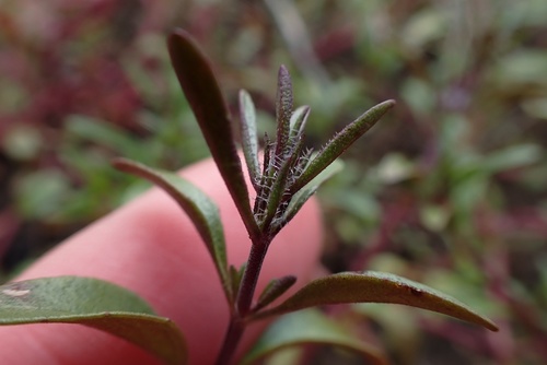 Image of Pogogyne abramsii by (c) Madeleine Claire, some rights reserved (CC BY)