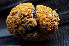 Caloplaca subpyraceella