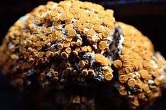 Caloplaca subpyraceella