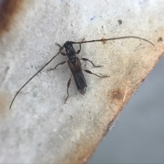 Molorchus bimaculatus