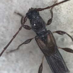 Molorchus bimaculatus