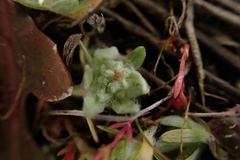 Psilocarphus brevissimus