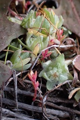 Psilocarphus brevissimus