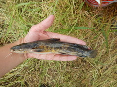 Pylodictis olivaris