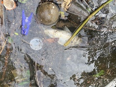 Herklotsichthys castelnaui