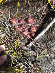 Drosera admirabilis