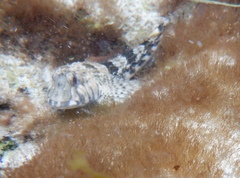 Lepidoblennius marmoratus