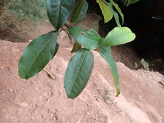 Quintinia sieberi