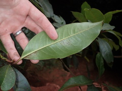 Quintinia sieberi