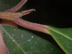 Quintinia sieberi