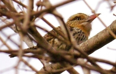 Nystalus maculatus striatipectus