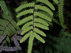 Gleichenia rupestris