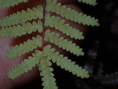 Gleichenia rupestris