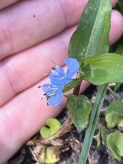 Commelina diffusa image