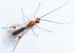 Hymenochaonia
