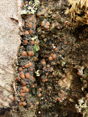 Protopannaria pezizoides