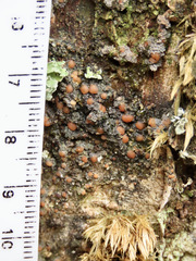 Protopannaria pezizoides