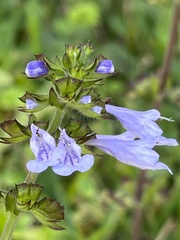 Image of Salvia lyrata