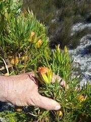 Alatosperma