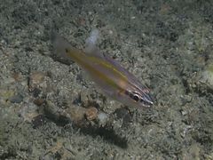 Ostorhinchus cavitensis