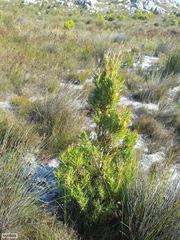 Alatosperma