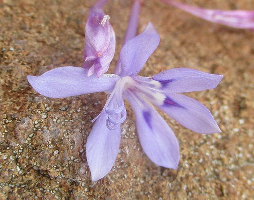 Afrosolen sandersonii subsp. sandersonii image