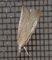 Calamotropha