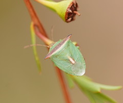 Cuspicona apothoracica