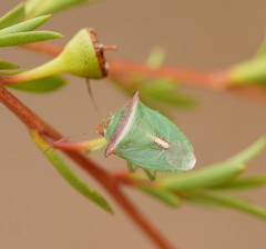 Cuspicona apothoracica