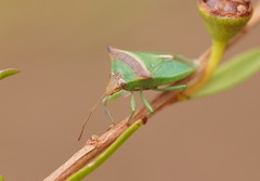 Cuspicona apothoracica