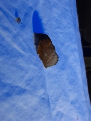 Phyllodesma occidentis