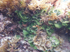 Dictyosphaeria sericea