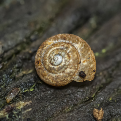 Excellaoma melbournensis