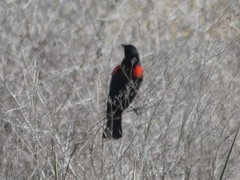 Agelaius phoeniceus californicus