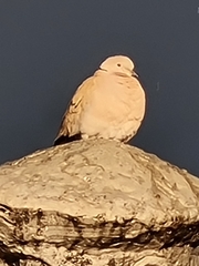 Streptopelia decaocto