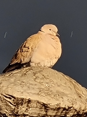 Streptopelia decaocto